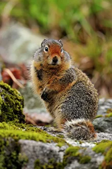 Small Mammals Prints: Columbia Ground Squirrel (Urocitellus columbianus), Clearwater National Forest, Idaho, USA