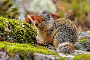 Small Mammals Prints: Columbia Ground Squirrel (Urocitellus columbianus), Clearwater National Forest, Idaho, USA
