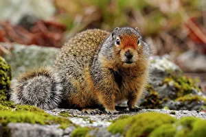 Environmental Prints: Columbia Ground Squirrel (Urocitellus columbianus), Clearwater National Forest, Idaho, USA