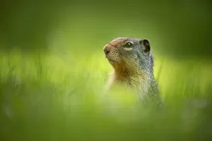 Columbian ground squirrel {Spermophilus columbianus), British Columbia, Canada