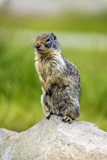 Columbian ground squirrel or Urocitellus columbianus, Banff, Alberta, Canada