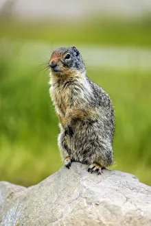 Columbian ground squirrel or Urocitellus columbianus, Banff, Alberta, Canada Columbian ground squirrel or Urocitellus columbianus, Banff, Alberta, Canada