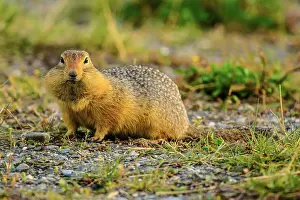 Ground Squirrels Prints: Columbian ground squirrel (Urocitellus columbianus), Haines Junction, Yukon, Canada