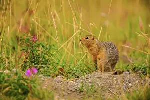 Ground Squirrels Prints: Columbian ground squirrel (Urocitellus columbianus), Haines Junction, Yukon, Canada