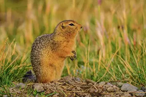 Ground Squirrels Prints: Columbian ground squirrel (Urocitellus columbianus), Haines Junction, Yukon, Canada