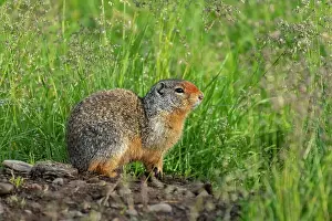 Columbian ground squirrel (Urocitellus columbianus) Waterton Lakes National Park, Alberta, Canada