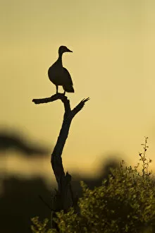 Duck Gallery: Comb Duck (Sarkidiornis melanotos), Savuti, Botswana, Africa
