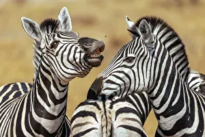 Humour Prints: Comic Zebra faces, Moremi Game Reserve, Okavango Delta, Botswana