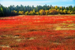 Shrubs Prints: Commercial blueberry field in autumn, Wawa, Ontario, Canada