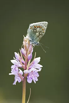 Images Dated 13th October 2021: Common Blue Butterfly (Polyommatus icarus) on Common Spotted Orchid (Dactylorhiza fuchsii)
