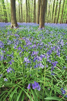 Halle Prints: Common bluebell in beech forest - Belgium, Flanders, Halle, Hallerbos