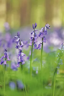 Belgium Prints: Common bluebell - Belgium, Flanders, Halle, Hallerbos