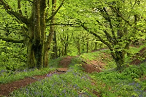 Images Dated 12th June 2023: Common bluebells flowering on the ramparts of Hembury Fort, and Iron Age Hillfort near Honiton
