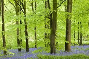 Forests Collection: Common Bluebells (Hyacinthoides non-scripta) flowering in a beech wood, West Woods