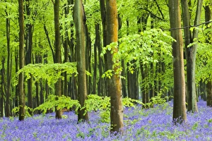 Seasons Gallery: Common Bluebells (Hyacinthoides non-scripta) flowering in West Woods in Springtime