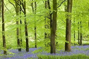 Forest Prints: Common Bluebells (Hyacinthoides non-scripta) flowering in a beech wood, West Woods