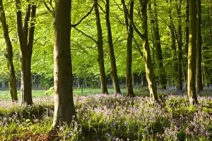 Lockeridge Prints: Common Bluebells (Hyacinthoides non-scripta) flowering in a beech wood, West Woods