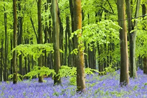 Wiltshire Prints: Common Bluebells (Hyacinthoides non-scripta) flowering in West Woods in Springtime