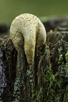 Mycology Prints: Common Earth-ball (Scleroderma citrinum), New Forest National Park, Hampshire, England