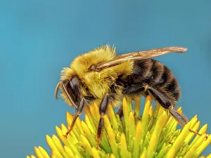 Bees Prints: Common Eastern Bumble Bee (Bombus impatiens), Thornton, Ontario, Canada