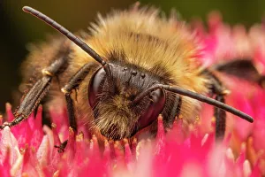 Simcoe County Prints: Common Eastern Bumble Bee (Bombus impatiens), Thornton, Ontario, Canada