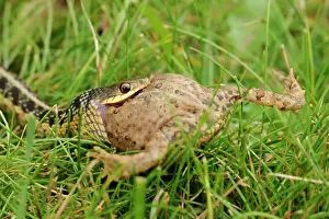 Non Venomous Prints: Common garter snake (Thamnophis sirtalis) swallowing toad on lawn