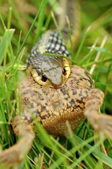 Non Venomous Prints: Common garter snake (Thamnophis sirtalis) swallowing toad on lawn
