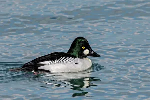 Birds In Flight Prints: Common Goldeneye (Bucephala clangula), Ontario, Canada
