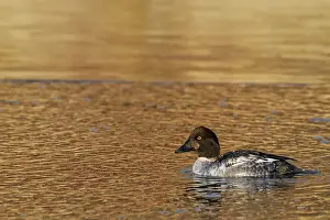 Humber Bay Prints: Common Goldeneye (Bucephala clangula) first winter drake, Ontario, Canada