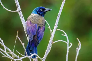 Close Ups Prints: Common grackle (Quiscalus quiscula), Greater Subdury, Ontario, Canada