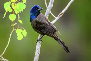 Foraging Prints: Common grackle (Quiscalus quiscula), Greater Sudbury, Ontario, Canada
