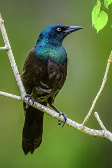 Avian Prints: Common grackle (Quiscalus quiscula), Greater Sudbury, Ontario, Canada