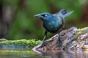 Rain Prints: Common Grackle (Quiscalus quiscula) in light rain beside small pond