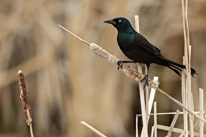 Common grackle (Quiscalus quiscula) Willow Island, Manitoba, Canada