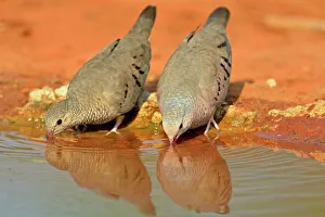Wading Prints: Common Ground Dove (Columbina passerina), Rio Grande City, Texas, USA