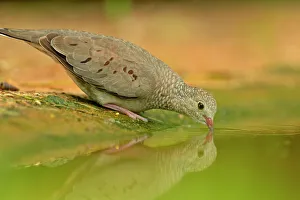 Wading Prints: Common Ground Dove (Columbina passerina), Rio Grande City, Texas, USA