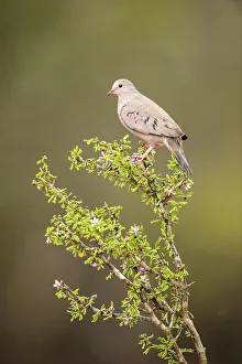 Gamebirds Prints: Common Ground Dove (Columbina passerina), Santa Clara Ranch, Starr County, Texas, USA