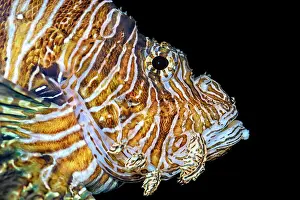 Salt Water Prints: Common Lionfish (Pterois miles) - aquarium specimen, Ontario, Canada
