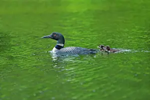 Chicks Prints: Common loon with chicks on Snake Island Lake ( Cassels Lake) Temagami, Ontario, Canada