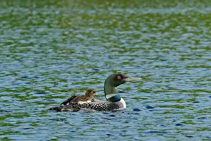 Ecology Prints: Common loon (Gavia immer) with chick on Cassels Lake Temagami, Ontario, Canada