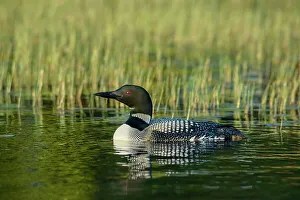 Parry Sound Prints: Common Loon (Gavia immer), on Horseshoe Lake, Muskoka, Ontario, Canada