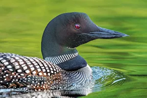 Parry Sound Prints: Common Loon (Gavia immer) on Horseshoe Lake, Muskoka, Ontario, Canada
