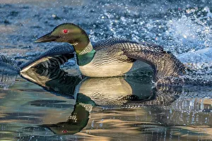 Parry Sound Prints: Common Loon (Gavia immer) on Horseshoe Lake, Muskoka, Ontario, Canada