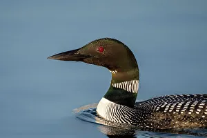 Parry Sound Prints: Common Loon (Gavia immer) on Horseshoe Lake, Muskoka, Ontario, Canada