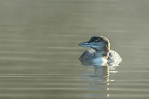 Juvenile Prints: Common Loon (Gavia immer) juvenile, on Horseshoe Lake, Muskoka, Ontario, Canada