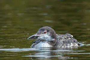 Juvenile Prints: Common Loon (Gavia immer) juvenile on Horseshoe Lake, Muskoka, Ontario, Canada