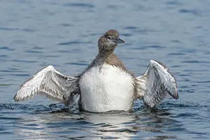 Juvenile Prints: Common Loon (Gavia immer) juvenile wing flap on Horseshoe Lake, Muskoka, Ontario, Canada