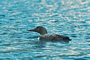 Common loon (Gavia immer) on Killarney Lake Killarney Provincial Park, Ontario, Canada