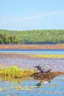 Nesting Prints: Common Loon (Gavia immer) on Lake Opeongo in Algonquin Provincial Park, Ontario, Canada