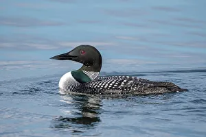 Barrie Prints: Common Loon (Gavia immer) on Lake Simcoe, Barrie, Ontario, Canada